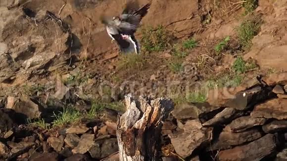 在肯尼亚的巴林戈湖海龟角鸽辣椒求爱展示的配对飞行中视频的预览图