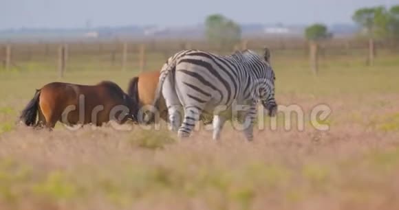 国家公园里的大自然中一只美丽的斑马挨着马走近景拍摄视频的预览图