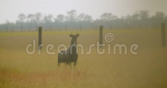 在大自然中站立的羚羊的特写肖像视频的预览图