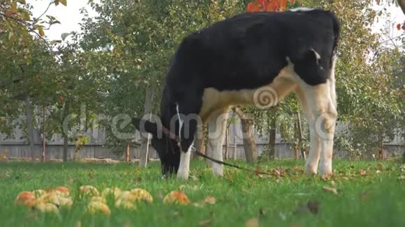 在花园里小牛拴在树后草地上金色的秋天视频的预览图