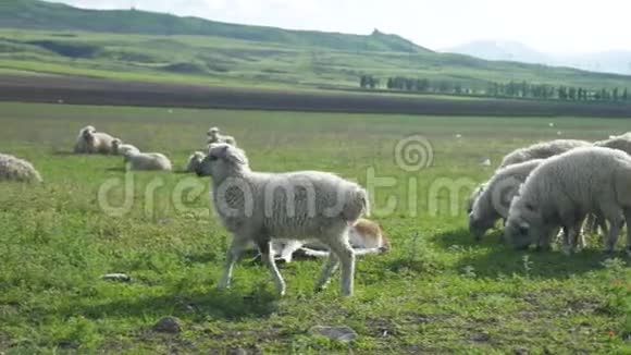 日落时分在农场的村庄里有一群放羊的山地草原吃草吃草视频的预览图