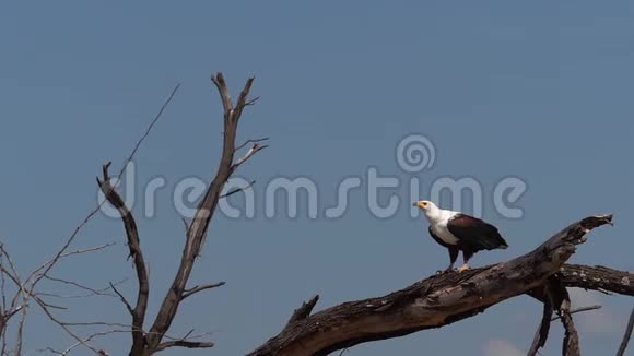 非洲鱼鹰卤虫鸣禽成人飞行从树上起飞翅膀拍打肯尼亚巴林戈湖视频的预览图
