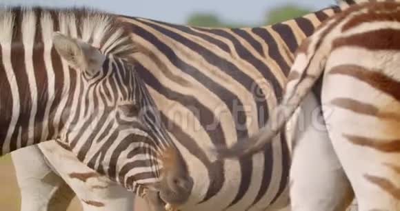 国家公园大自然中吃草的斑马群特写镜头野生大片视频的预览图