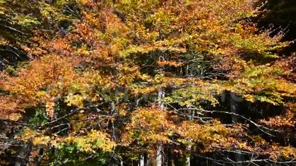风吹在山毛榉的叶子上现在秋天变黄了视频的预览图