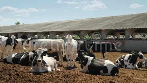 奶牛在农场里休息视频的预览图