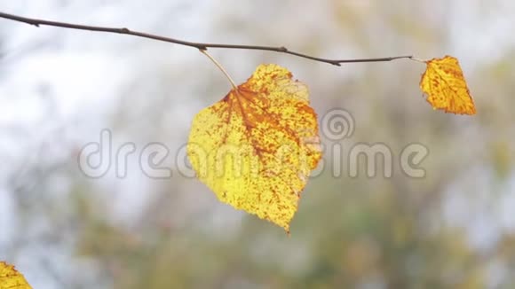 黄叶在树枝上的背景上模糊的黄叶特写视频的预览图