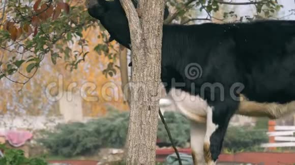 幼牛在花园里的树皮上抓脖子视频的预览图