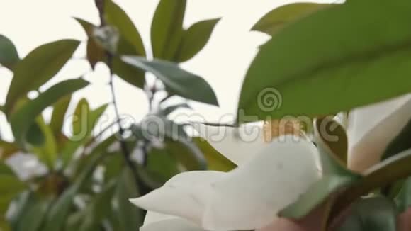 女孩手里拿着美丽的白玉兰花视频的预览图
