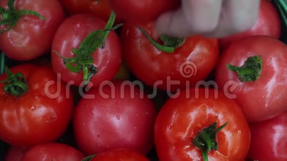 农夫把新鲜的番茄放在堆里收割有机蔬菜关闭视频的预览图