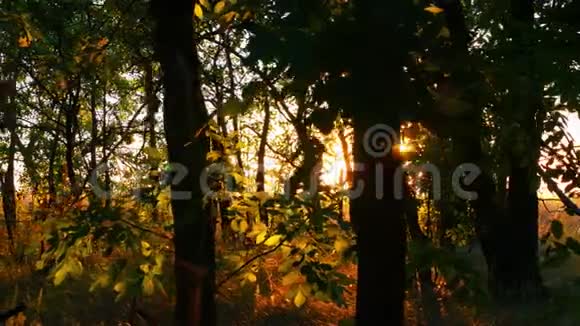 森林里的树木映衬着夕阳太阳的光线穿过树的叶子视频的预览图