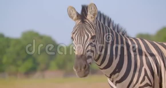 国家公园大自然中单只可爱的斑马在野外吃草的特写镜头视频的预览图