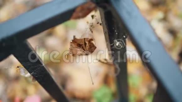 一片干燥的秋叶在风中摇曳叶卡在金属栅栏里快关门秋天季节视频的预览图