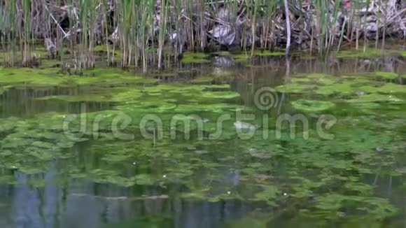 沼泽中的两只青蛙浑浊的池塘长满绿藻动物野生动物视频的预览图