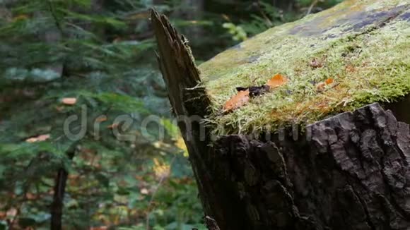 青苔已经形成的一个大的老树桩矗立在森林里在过去的树上打哈欠视频的预览图