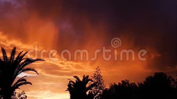 棕榈树和叶树的剪影随风飘扬在一片令人叹为观止的沙漠日落前满是橙色和黄色的云彩视频的预览图