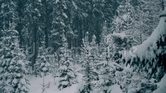美丽的冬季自然景象白雪覆盖的松树视频的预览图