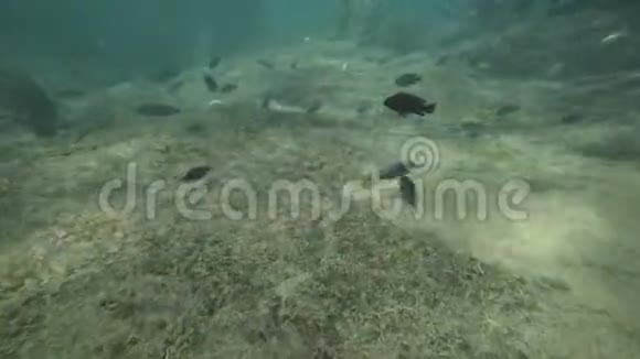 在马拉威湖中跟随着孤独的鱼视频的预览图