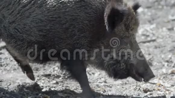 野猪期待食物视频的预览图