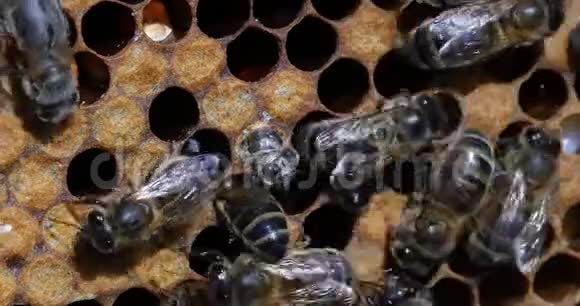 欧洲蜜蜂蜜蜂蜜蜂野生雷天然Brood蜜蜂的出现诺曼底冷藏时间4K视频的预览图