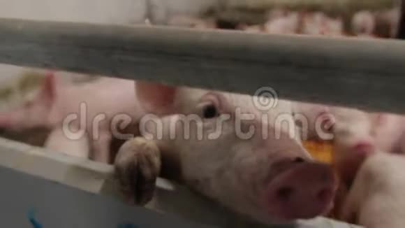 猪场有许多仔猪视频的预览图