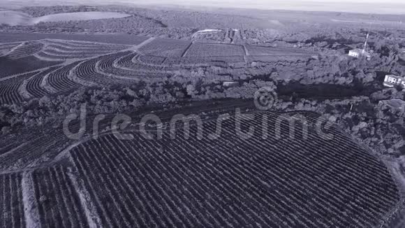 空中无人机俯瞰葡萄园山视频的预览图