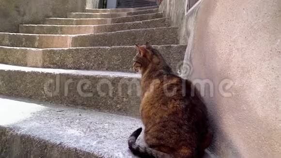 坐在楼梯上的大肥猫视频的预览图