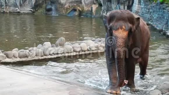 巴厘岛大象从水里爬出来视频的预览图