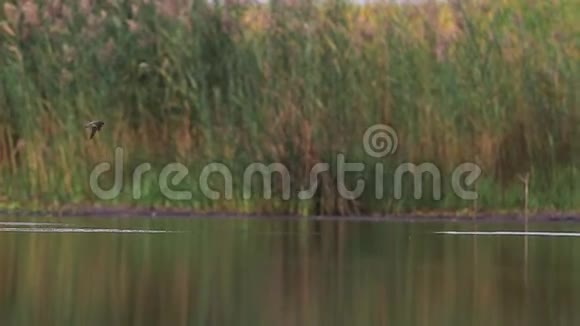 沙滩上的马丁斯在湖中慢动作喝水视频的预览图