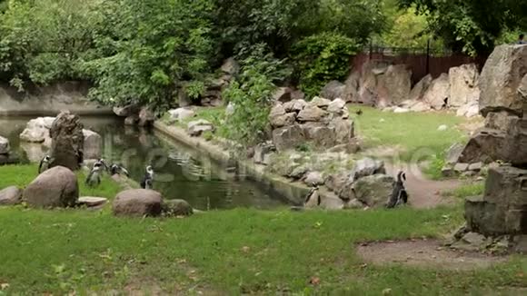 湖边走着许多小企鹅围着许多大石头视频的预览图