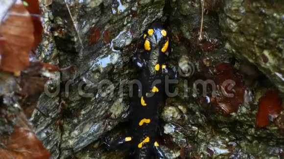 黄色斑点黑色爬行动物爬湿岩视频的预览图