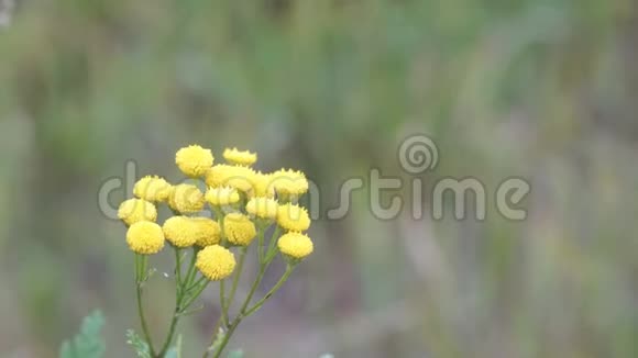风中野花的黄色花朵视频的预览图