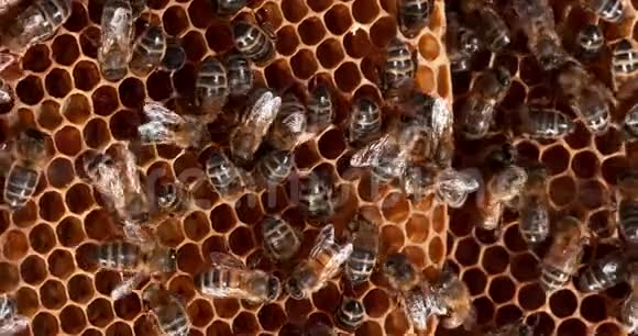 欧洲蜂蜜蜜蜂意大利蜜蜂野雷上的黑蜂Brood喂养诺曼底的蜂活实时视频的预览图