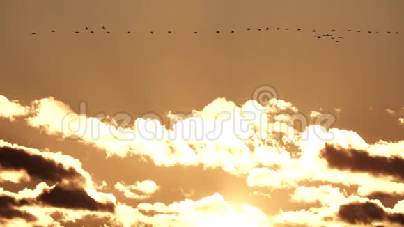 一群在日落时分以超慢动作飞行的起重机视频的预览图