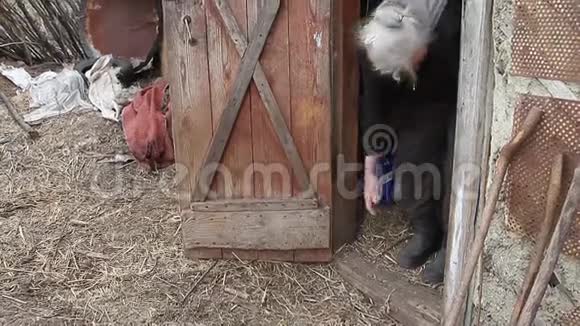 一个头发灰白的老妇人正在谷仓门口和一只小山羊玩耍视频的预览图
