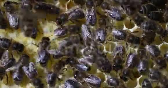 欧洲蜜蜂蜜蜂蜜蜂蜜蜂在新蜡的框架上工作在诺曼底的蜂箱实时4K视频的预览图