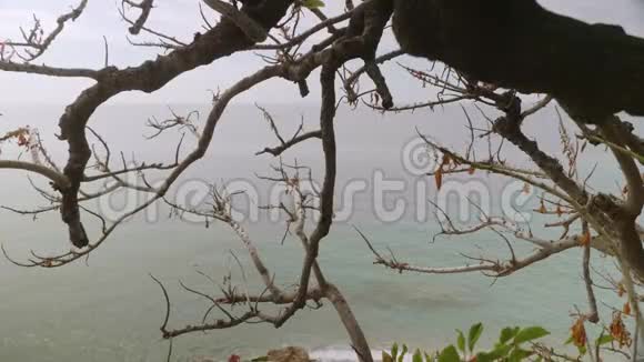 透过老高树的枝条眺望大海山顶海景视频的预览图