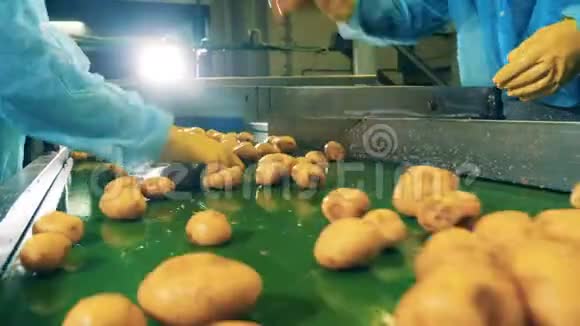 工人们正在切土豆这些土豆正沿着运输工具移动视频的预览图