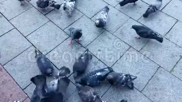 在公园里用面包喂鸽子与鸽子交流是一个古老的传统家禽鸽子非常多样化4K视频的预览图