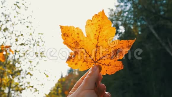 雌鸟的手在树和太阳的背景上握住秋天的黄叶快乐和无忧无虑的生活的象征秋天的背景视频的预览图