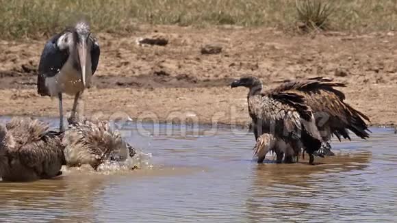 非洲白背秃鹫非洲陀螺在水中站立的群体有巴斯马拉布鹳海雀菲格视频的预览图