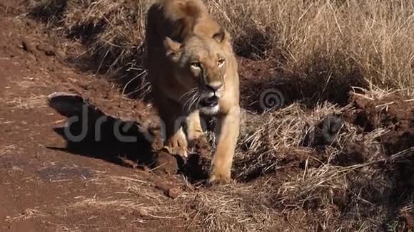 非洲狮子潘特拉里奥在萨凡纳散步女性狩猎肯尼亚内罗毕公园视频的预览图
