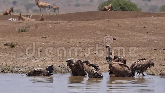 非洲白背秃鹫非洲陀螺群立在水中有巴斯托皮达马里斯科里古姆内罗毕公园在肯尼视频的预览图