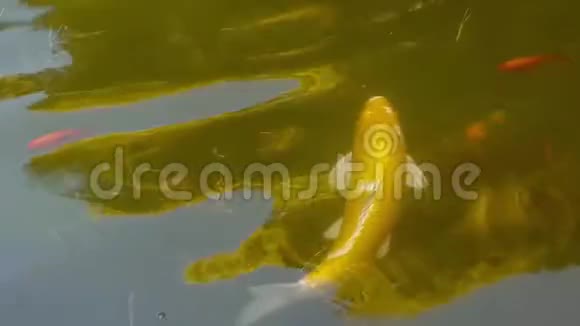 一个池塘里的大金鱼在一个小的中游动视频的预览图