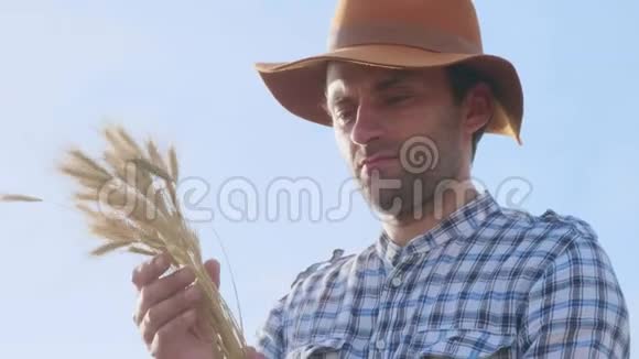 一个农民检查小麦现代农业环境技术视频的预览图