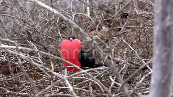 雄性护卫舰鸟扩大红袋调查环境视频的预览图