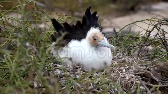 护卫鸟雌性安巢视频的预览图