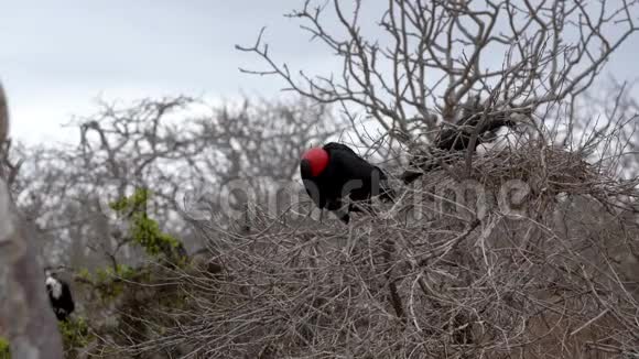雄性护卫舰鸟在树枝上捕食视频的预览图