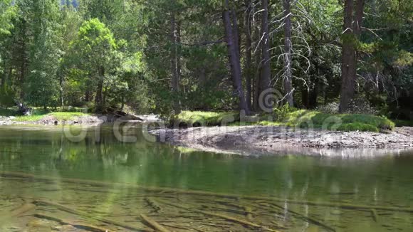 平静的山河水流缓慢针叶林旁边有清澈的水视频的预览图