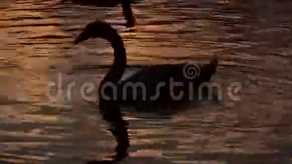 日落时分的天鹅视频的预览图