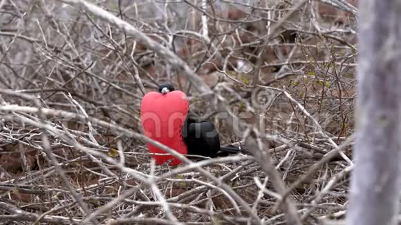 雄性护卫舰鸟分支有扩大的红袋视频的预览图